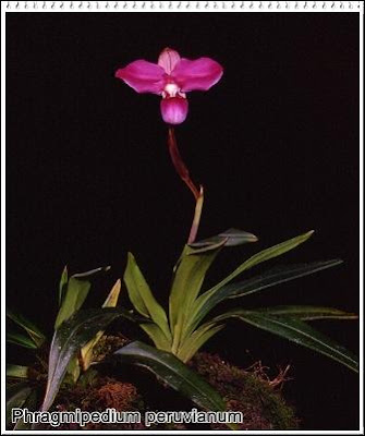 orquidea phragmipedium peruvianum_foto de peru orchids orquidea phragmipedium peruvianum_foto de peru orchids
