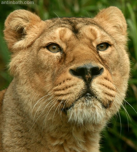 Bristol Zoo Lions