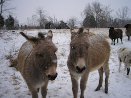 Donkeys don't like snow