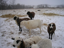 Sheep enjoying the snow