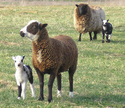 Mabel has a ram lamb too!