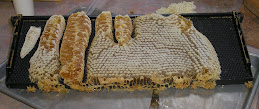 2010 Honey Harvest
