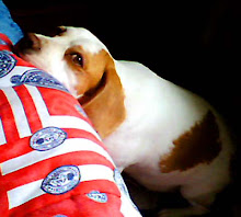 gordos perrunos
