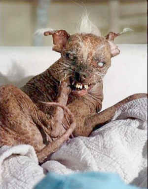 Ugly Black Dog