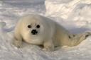 [foca.jpg]