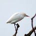 Cattle Egret at Angle