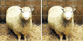 Photo of Dolly the cloned sheep