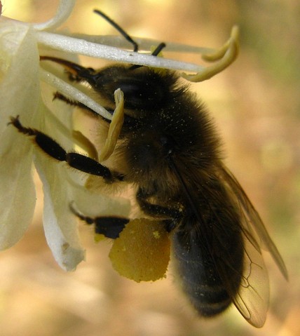 [Honeybee.jpg]
