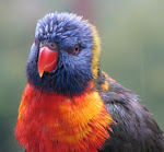 Rainbow lorikeet