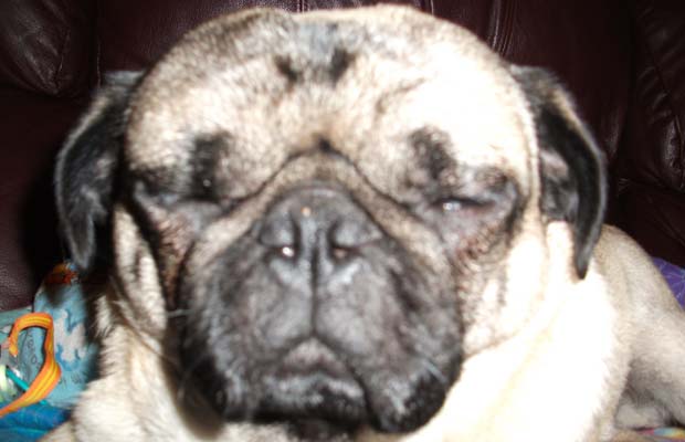 bob the pug a town called podunk alpine residents and the battle for bob the pug bob the pug a town called podunk alpine residents and the battle for bob the pug
