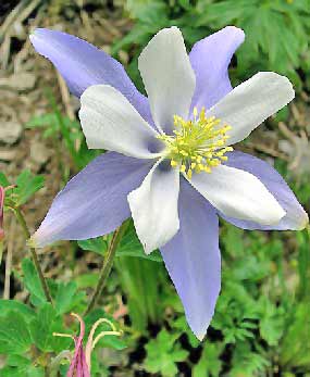 All about plant: Colorado State Flower