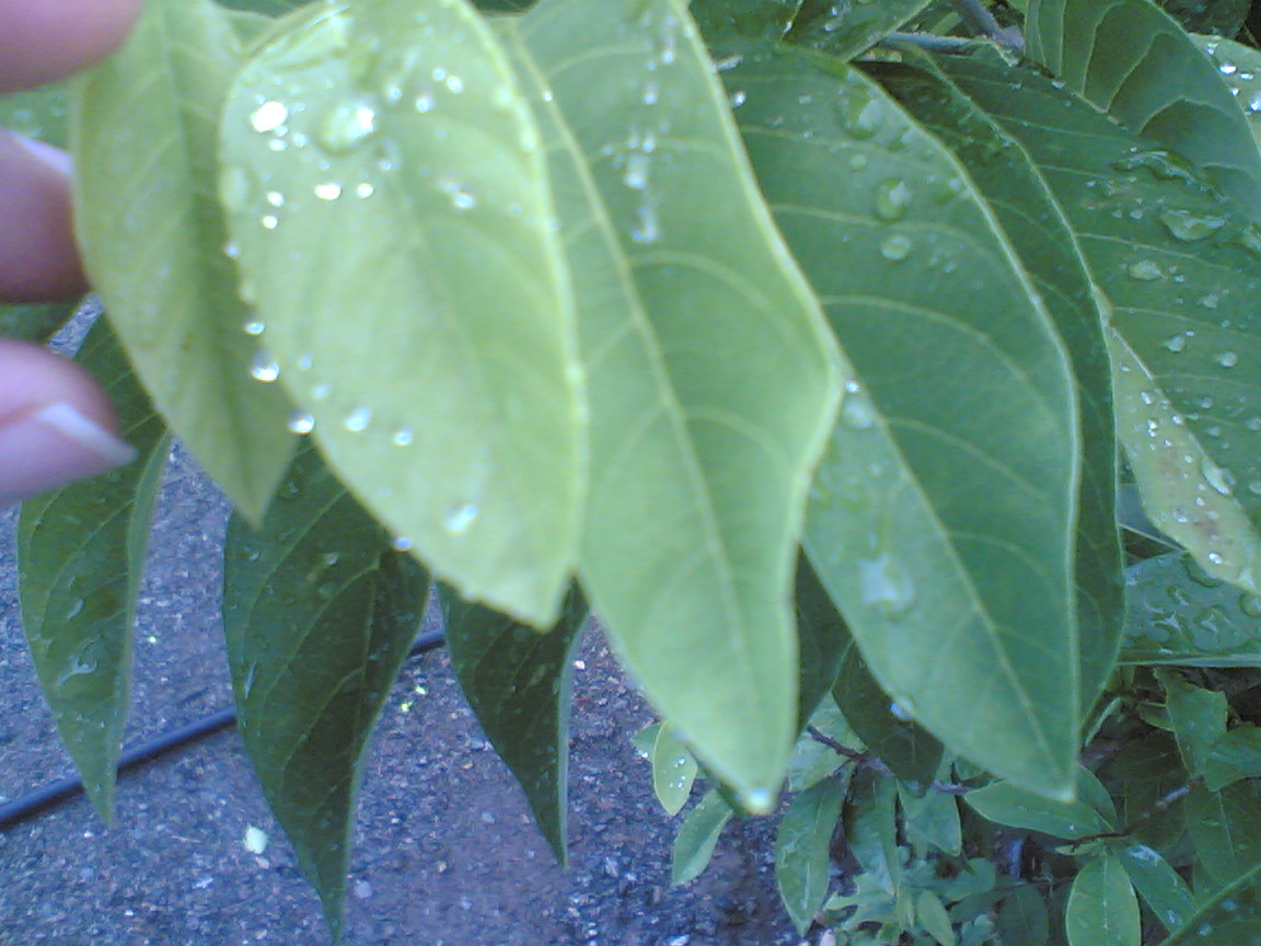 July 2010 All about plant