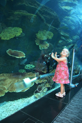 Dubai+mall+aquarium+pictures