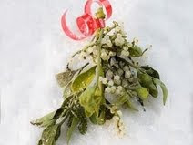 Mistletoe