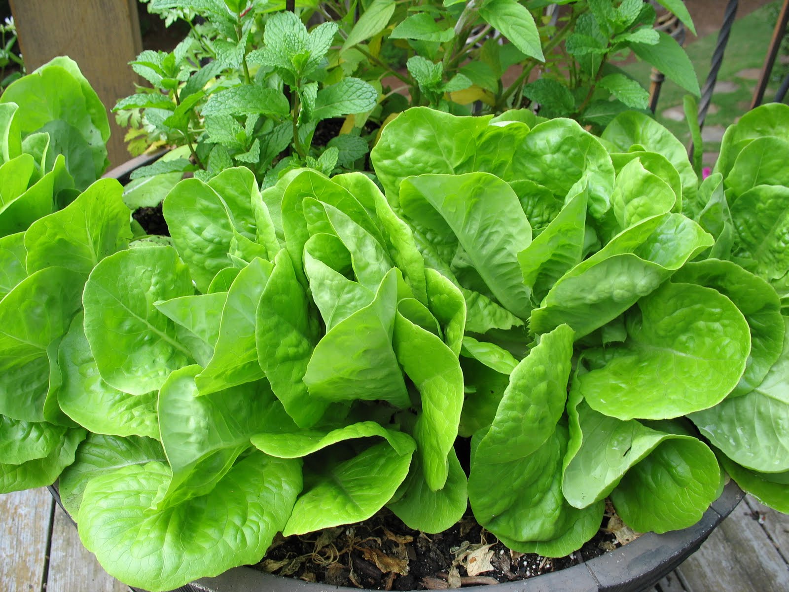 The Charm House How does my lettuce grow???? The Charm House How does my lettuce grow????