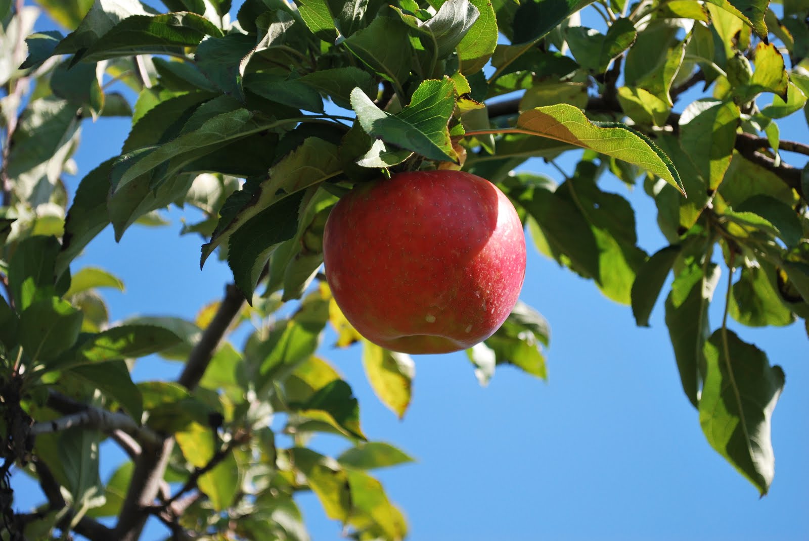 [Apple+Picking+2009+9.JPG]