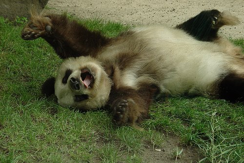 panda tidur
