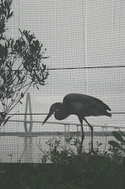 Silhouetted Heron