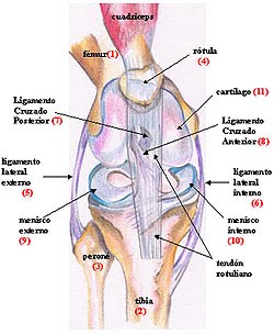 LESIONES A LA RODILLA lesiones a la rodilla: