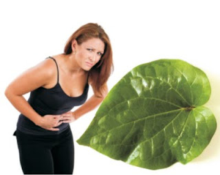 Essential Oil from Piper leaves cure gastritis
