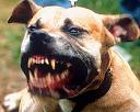 [pitbull.jpg]