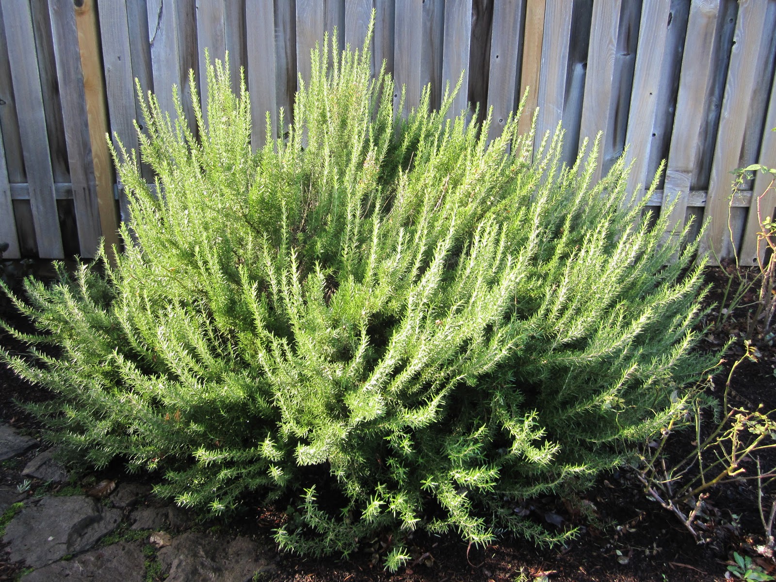 Southern In My Heart "Parsley, Sage, (a whole lot of) Rosemary and Thyme"