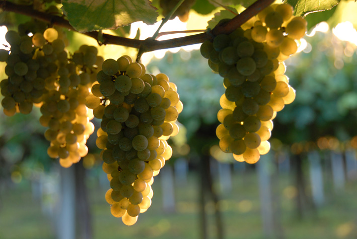 [Grapes.jpg]