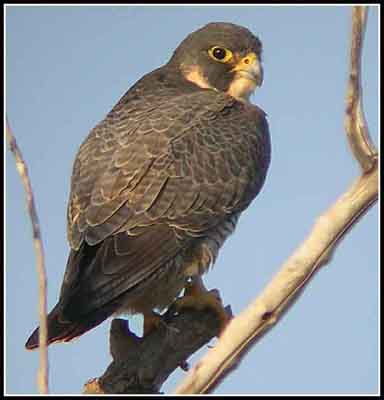 peregrine falcon feathers