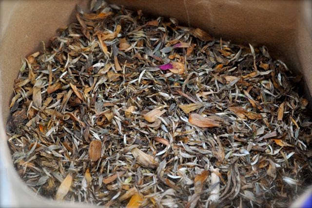 Burke's Garden: Collecting Zinnia Seeds