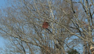 Roofing Metal Thrown 1/2 Mile
