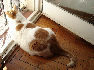 La cola sería su signo de pregunta si él fuera un gato de cómic... ¡y lo es, un poquito!