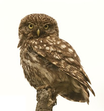 Little Owl