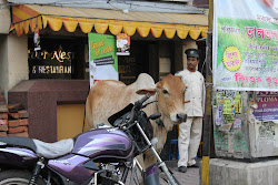 Kolkata Cow