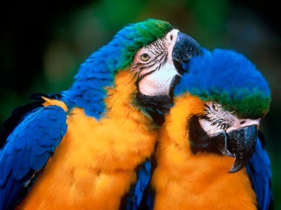 Ararauna