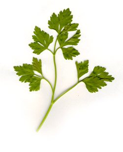 [parsley.jpg]