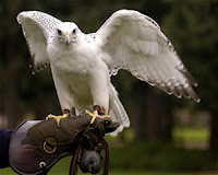 White falcon on handlers arm with brown glove.
