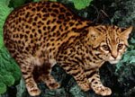 [ocelot3.jpg]