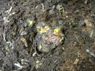 worm food worm food