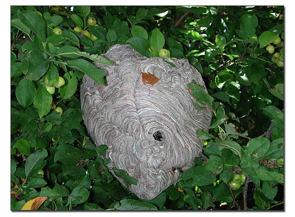 Ground+Hornets+Nest+Look+Like Ground Hornets Nest Look Like http://inspiringhope.blogspot.com/