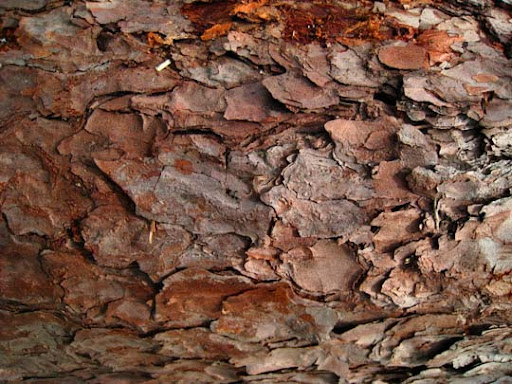 High Quality Free Wood texture download stock photos