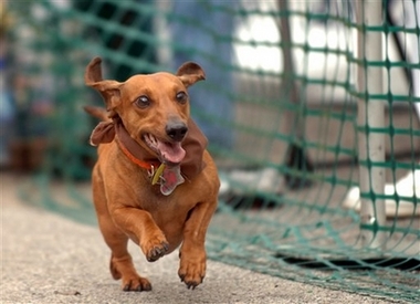 [dachshund.jpg]