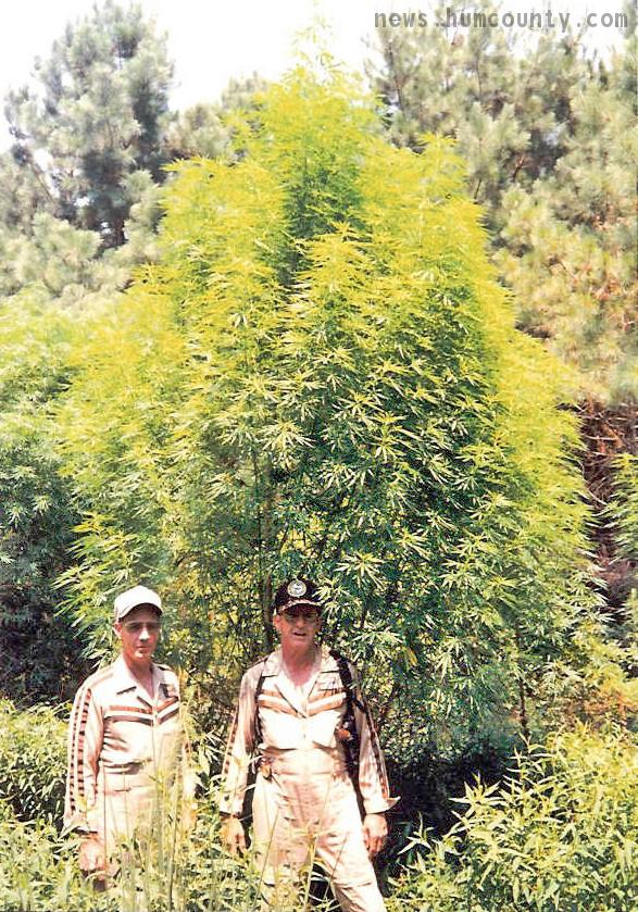 gigantic_outdoor_marijuana_plant.jpg