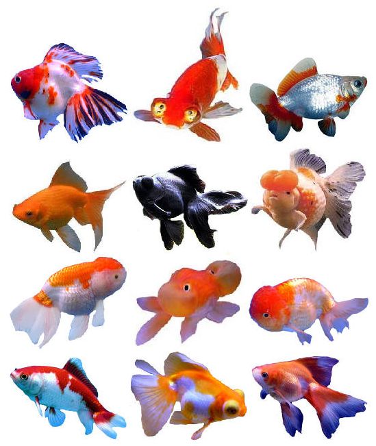 goldfish goldfish. goldfish