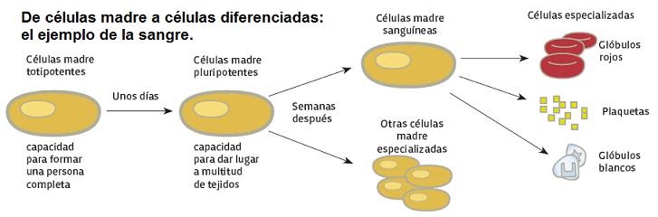 Los cabellos indeseables del medio