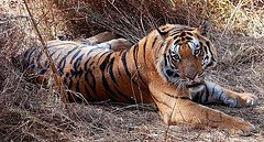 Tiger Safari