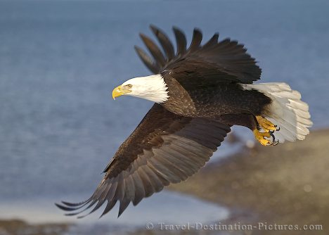 ON THE WINGS OF AN EAGLE