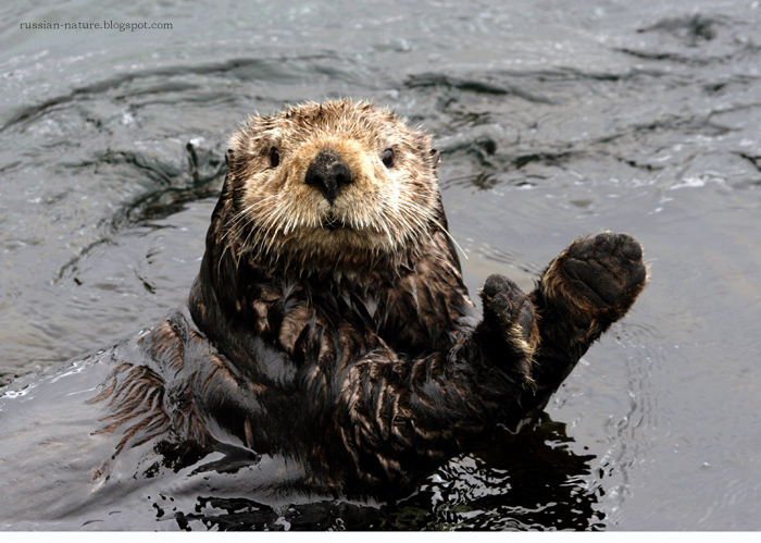 [sea+otter.jpg]