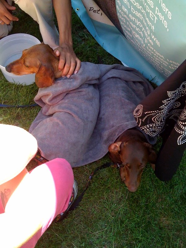 Dog Getting Dried With Towel Dog Getting Dried With Towel