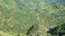 View of  the Blue Mountains