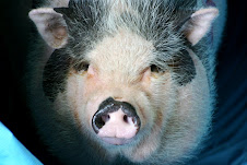 Abby-Pig